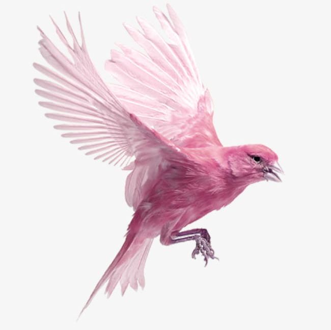 Pink Birds PNG, Clipart, Animal, Animal Wing, Beak, Bird, Birds Clipart Free PNG Download
