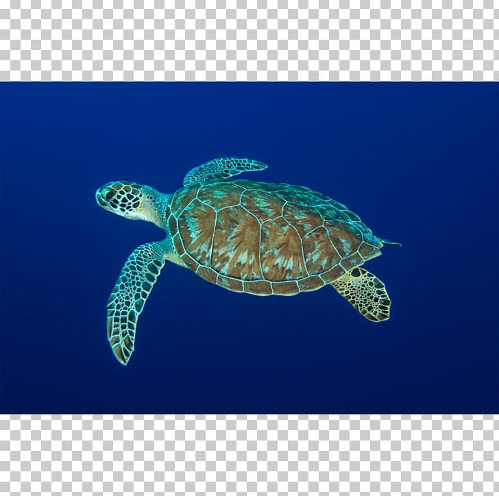 Loggerhead Sea Turtle Leatherback Sea Turtle Pond Turtles Reptile PNG, Clipart, Animals, Canvas Painting, Caretta, Dermochelyidae, Fauna Free PNG Download