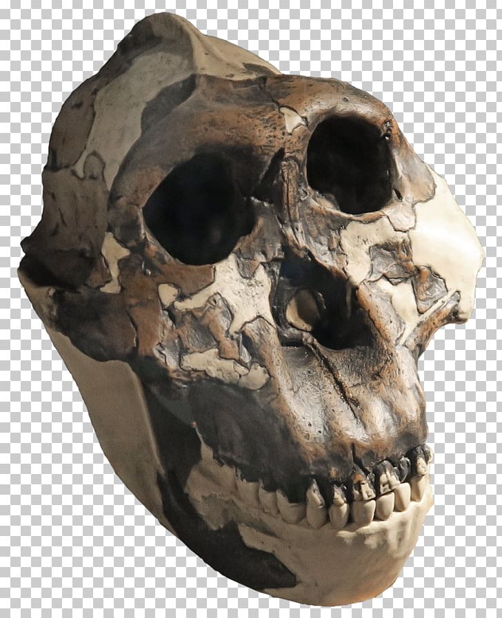 Skull Skeleton Paranthropus Boisei Paranthropus Aethiopicus Southern Ape PNG, Clipart, Ape, Australopithecine, Bone, Fantasy, Fossil Free PNG Download