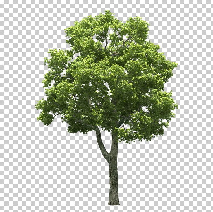 Stock Photography Tree Plant PNG, Clipart, Branch, Jiant Tree, Nature, Oak, Plane Tree Family Free PNG Download