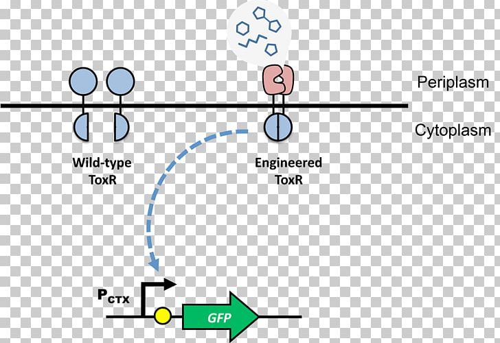 Transcription Factor Protein Dimer DNA-binding Domain PNG, Clipart, Activation, Activator, Angle, Area, Biology Free PNG Download