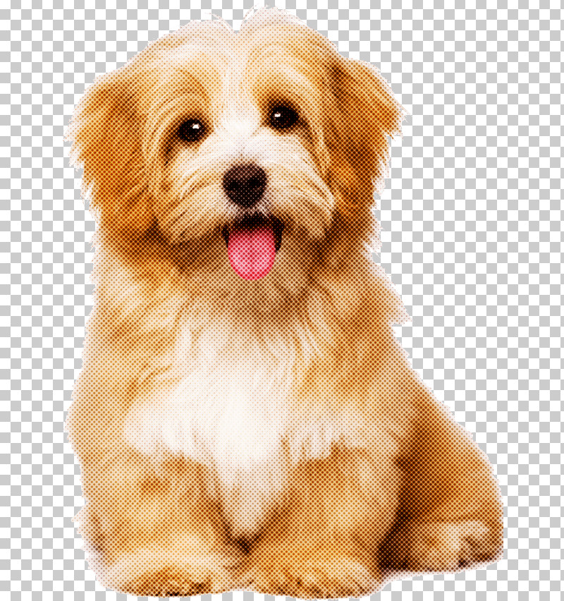 Dog Puppy Maltepoo Lhasa Apso Havanese PNG, Clipart, Bolonka, Cavachon, Cavapoo, Chinese Imperial Dog, Companion Dog Free PNG Download