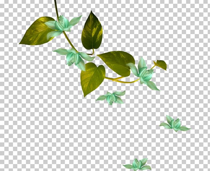 Flower Green White Plant Stem PNG, Clipart, Black, Branch, Charcoal, Cicekler, Color Free PNG Download