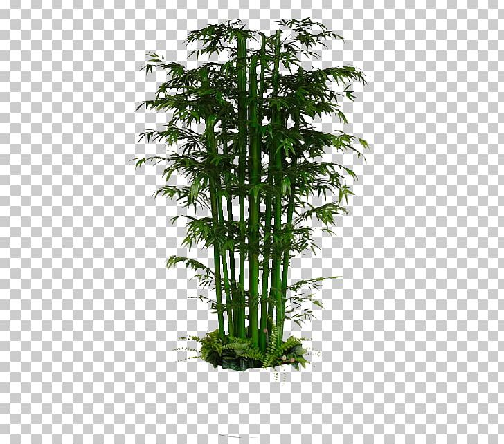 Lucky Bamboo Bambusa Multiplex Plant PNG, Clipart, Bamboo, Bambusa, Bonsai, Cultivo, Dracaena Free PNG Download