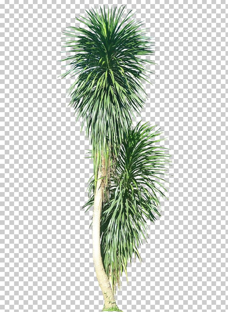 Asian Palmyra Palm Plant Arecaceae Tree PNG, Clipart, Architecture, Arecaceae, Arecales, Asian Palmyra Palm, Borassus Free PNG Download