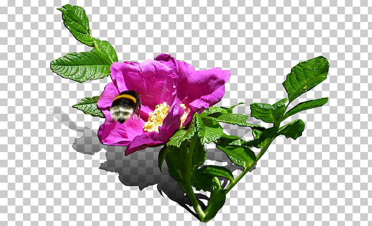 Cabbage Rose Cut Flowers PNG, Clipart, Annual Plant, Cut Flowers, Flower, Flowering Plant, Garden Roses Free PNG Download