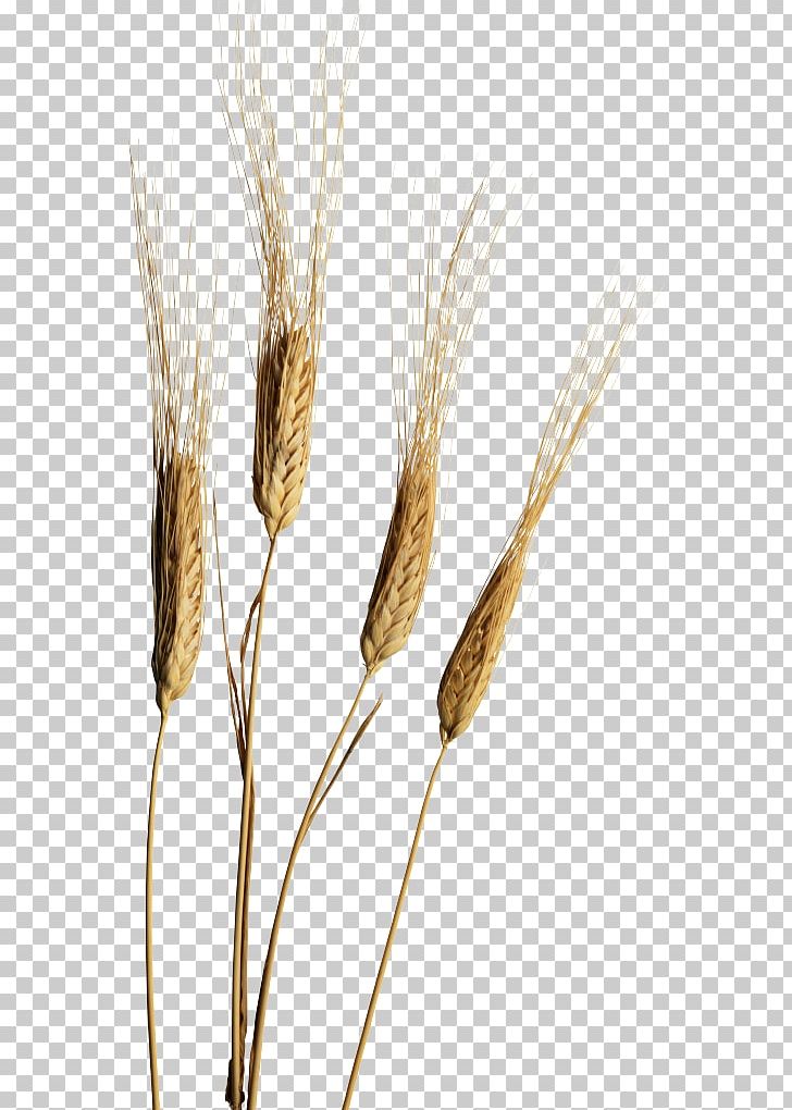Emmer Ear Einkorn Wheat Cereal PNG, Clipart, Cereal, Cereal Germ, Commodity, Durum, Ear Free PNG Download