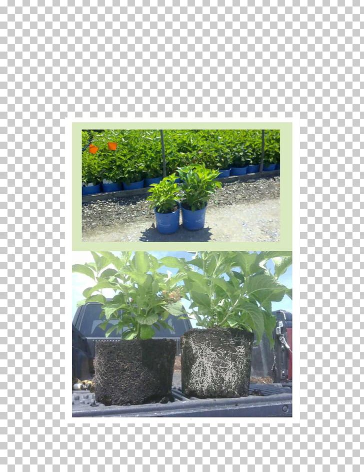 Flowerpot Hydrangea Fertilisers Houseplant Peat PNG, Clipart, Fertigation, Fertilisers, Flora, Flowerpot, Garden Free PNG Download