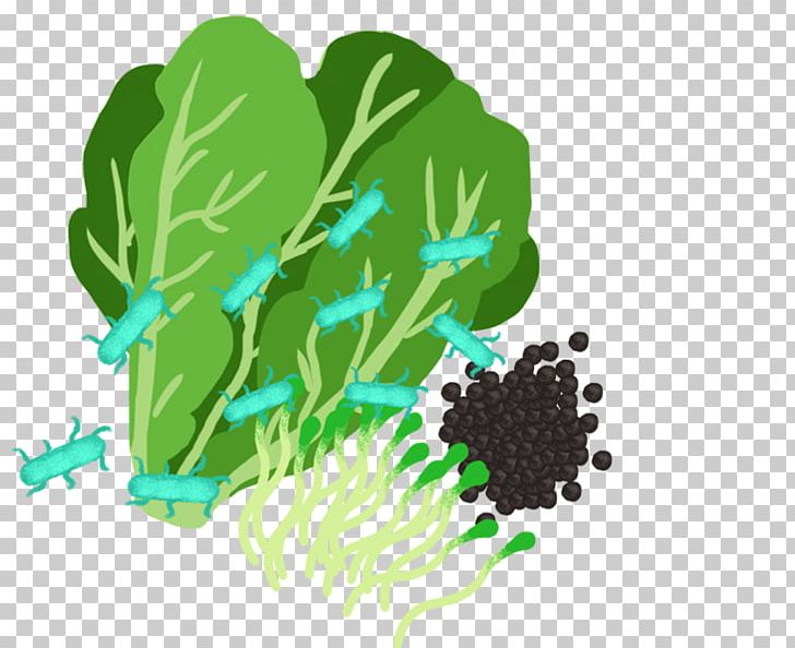Leaf Vegetable Drawing Product Recall PNG, Clipart, Blue Whale, Drawing, E Coli, Grass, Green Free PNG Download