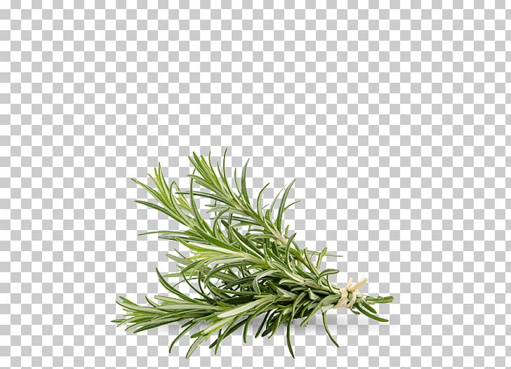 Pianta Aromatica Rosemary Leaf Garden Cress PNG, Clipart, Aroma, Condiment, Flow Pack, Food, Garden Cress Free PNG Download