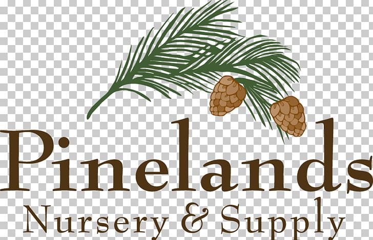 Pine Family CRIANDO MENINOS Food Book Font PNG, Clipart, Book, Conifer, Food, Pine Family, Plant Free PNG Download