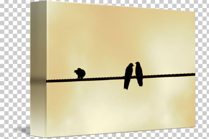 Product Design Rectangle PNG, Clipart, Bird On Wire, Rectangle Free PNG Download