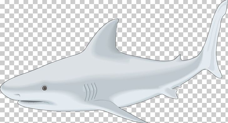 Tiger Shark Bull Shark Whale Shark Drawing PNG, Clipart, Animal Figure, Animals, Bul, Cartilaginous Fish, Cartoon Free PNG Download
