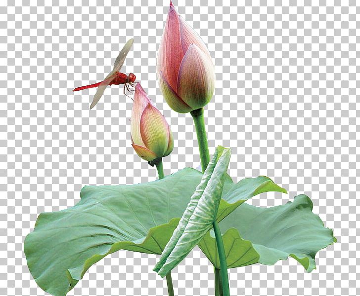 Nelumbo Nucifera Dragonfly Raster Graphics PNG, Clipart, Aquatic Plant, Arum, Bird, Bud, Color Free PNG Download