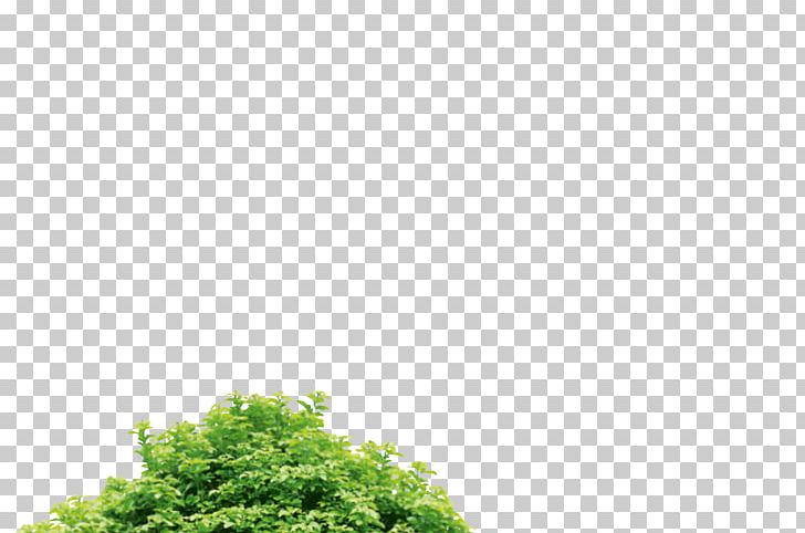 Green Vegetation Sky Plc PNG, Clipart, Brigitte, Grass, Green, Leaf, Others Free PNG Download