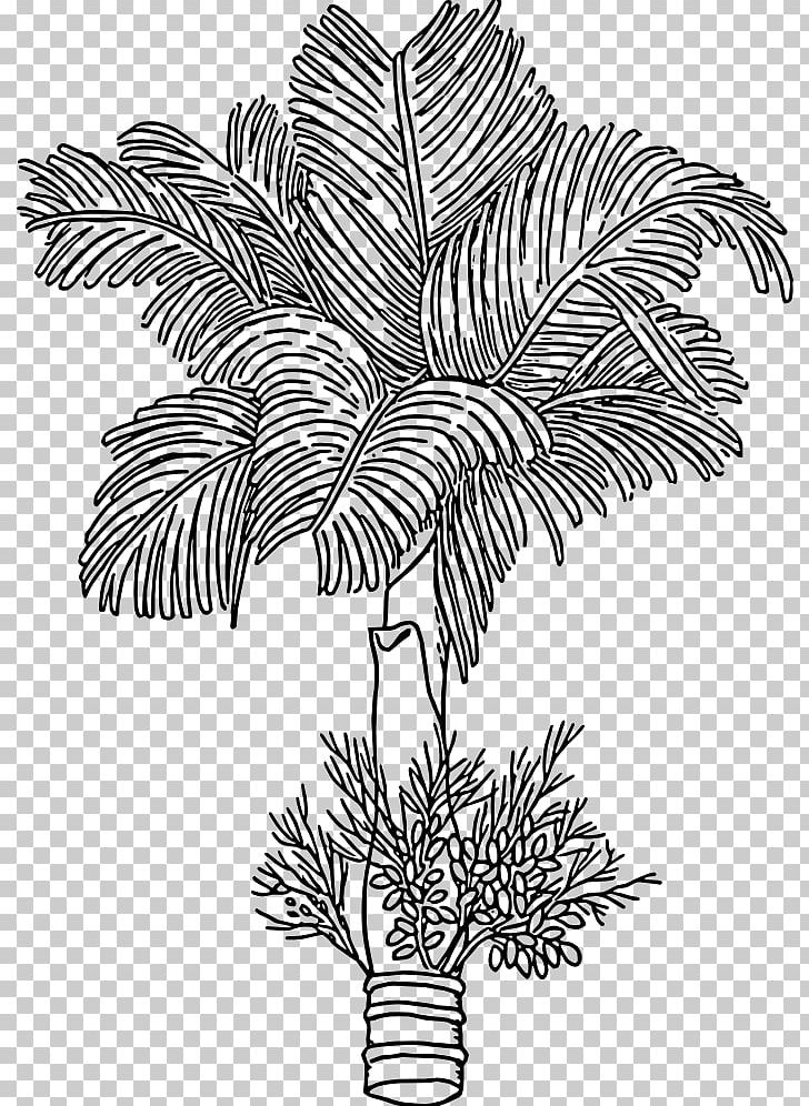 Areca Palm Areca Nut Betel Arecaceae Paan PNG, Clipart, Arecaceae, Arecales, Areca Nut, Areca Palm, Betel Free PNG Download