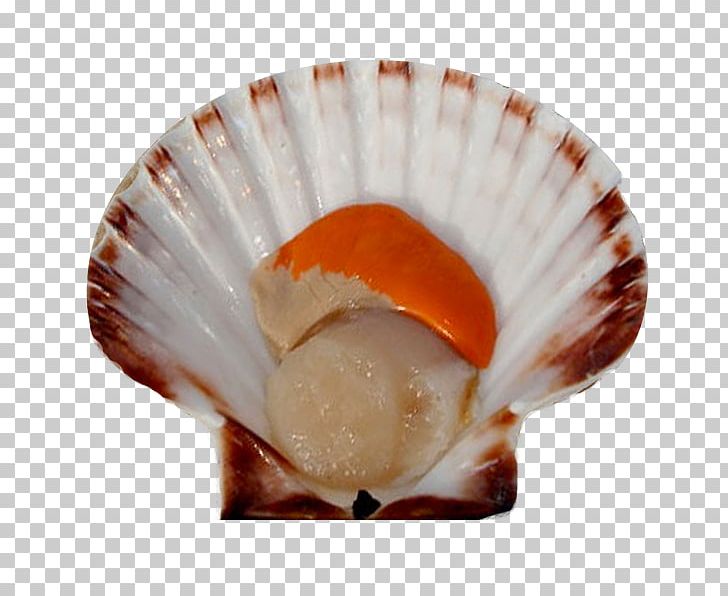 Clam Mussel Seashell Pecten Jacobaeus Oyster PNG, Clipart, Animals, Clam, Clams Oysters Mussels And Scallops, Cockle, Conch Free PNG Download