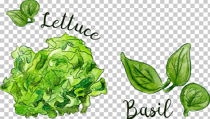 Leaf Food Spring Greens PNG, Clipart, Cruciferous Vegetables, Food Drinks, Hand, Hand Draw, Hand Drawn Free PNG Download