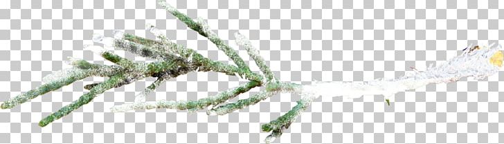 Tree Branch Snow PNG, Clipart, Body Jewelry, Branch, Branches, Brand, Cover Free PNG Download