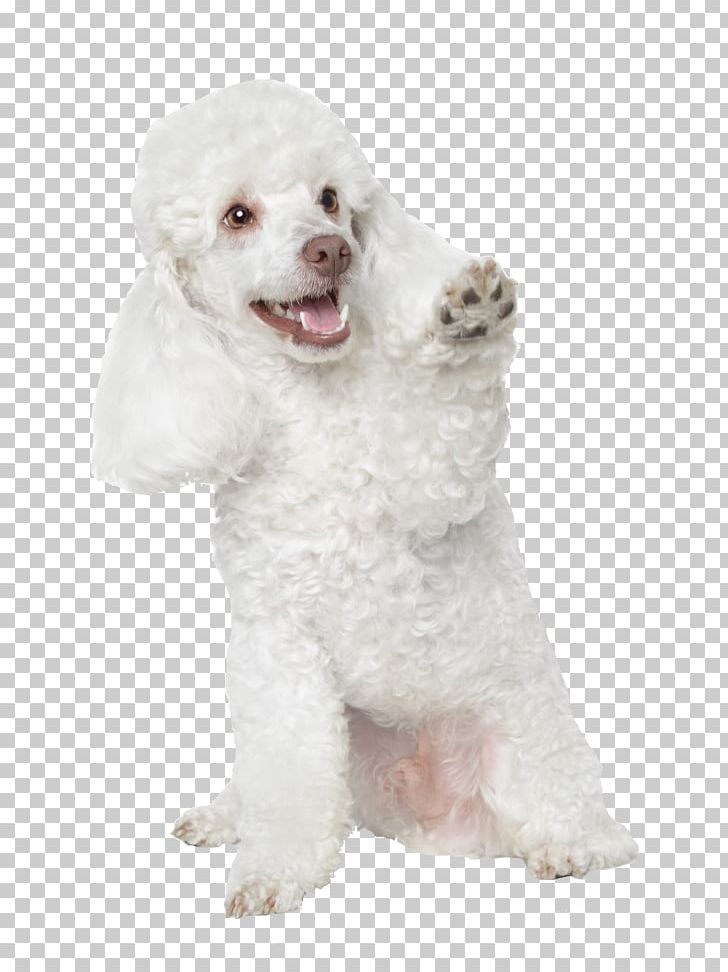 Toy Poodle Miniature Poodle Standard Poodle Puppy PNG, Clipart, Animal, Animals, Bichon, Bichon Frise, Breed Free PNG Download