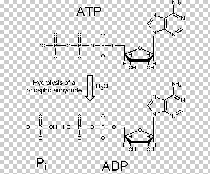 Deoxyribonucleoside Aristolochic Acid Adduct Cytochrome P450 DNA PNG, Clipart, Adduct, Adenosine Triphosphate, Angle, Area, Aristolochic Acid Free PNG Download