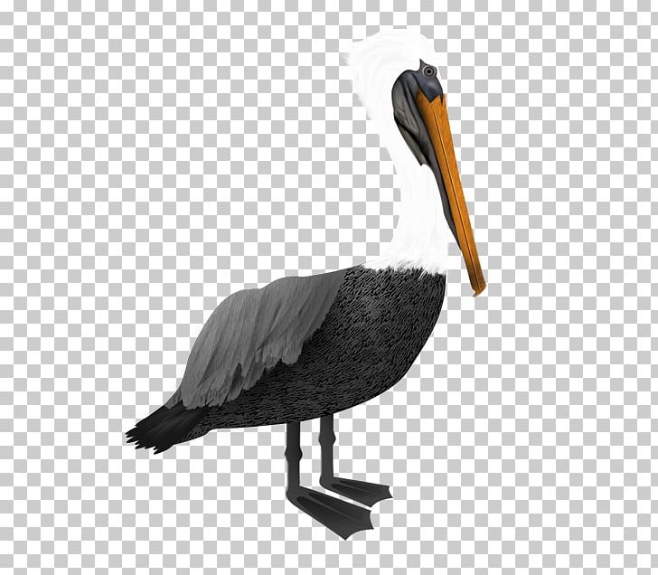 Pelican PNG, Clipart, Animaatio, Animal, Beak, Bird, Data Free PNG Download