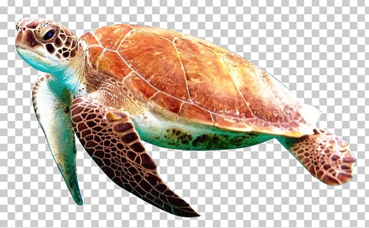 Turtle Display Resolution PNG, Clipart, Animal, Animals, Box Turtle, Common Snapping Turtle, Display Resolution Free PNG Download