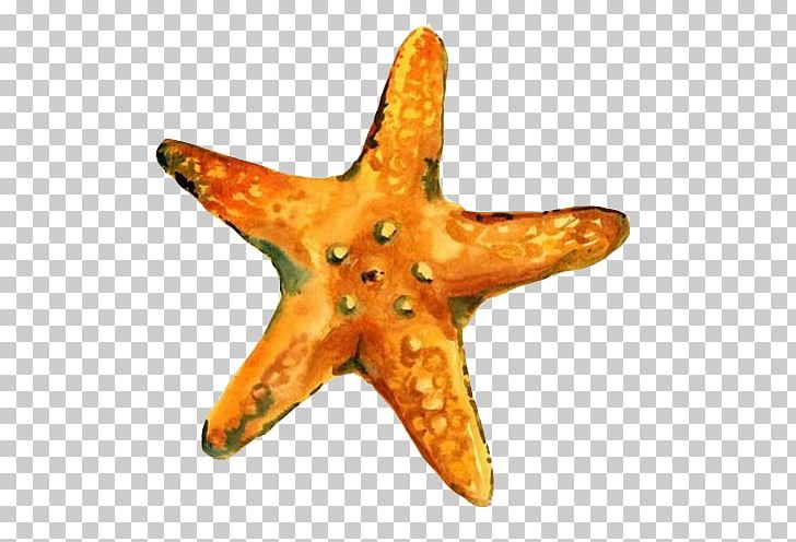 Watercolor Painting Starfish Canvas Drawing PNG, Clipart, Acrylic Paint, Animals, Art, Artist, Echinoderm Free PNG Download