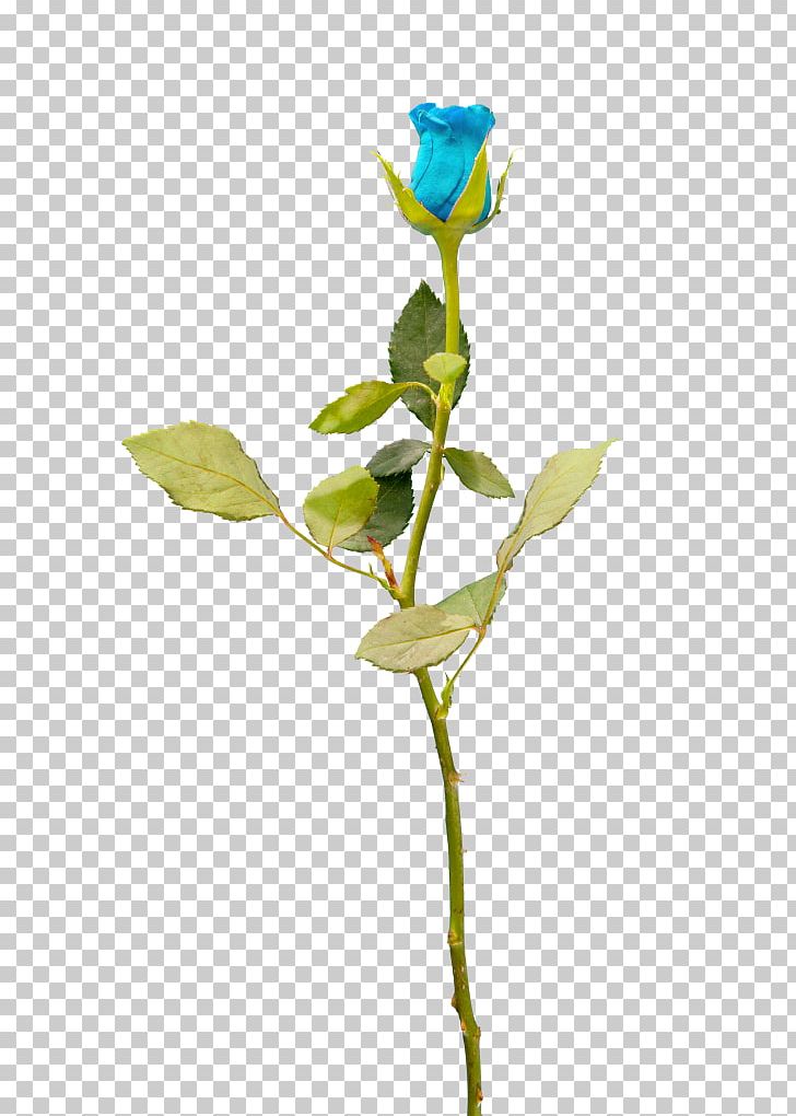 Garden Roses Cut Flowers Blue Rose Petal PNG, Clipart, Blue, Blue Rose, Branch, Bud, Cut Flowers Free PNG Download