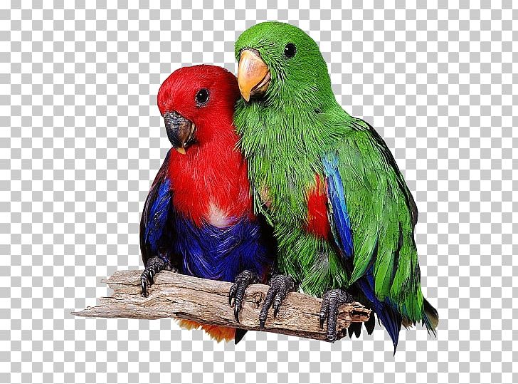 Lovebird Eclectus Parrot Loriini PNG, Clipart, Animals, Beak, Bird, Cockatiel, Common Pet Parakeet Free PNG Download