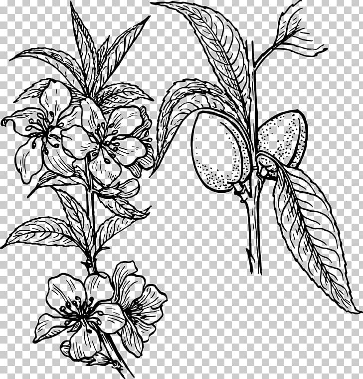 Plant Drawing PNG, Clipart, Almond, Almond Cliparts, Art, Artwork, Black And White Free PNG Download