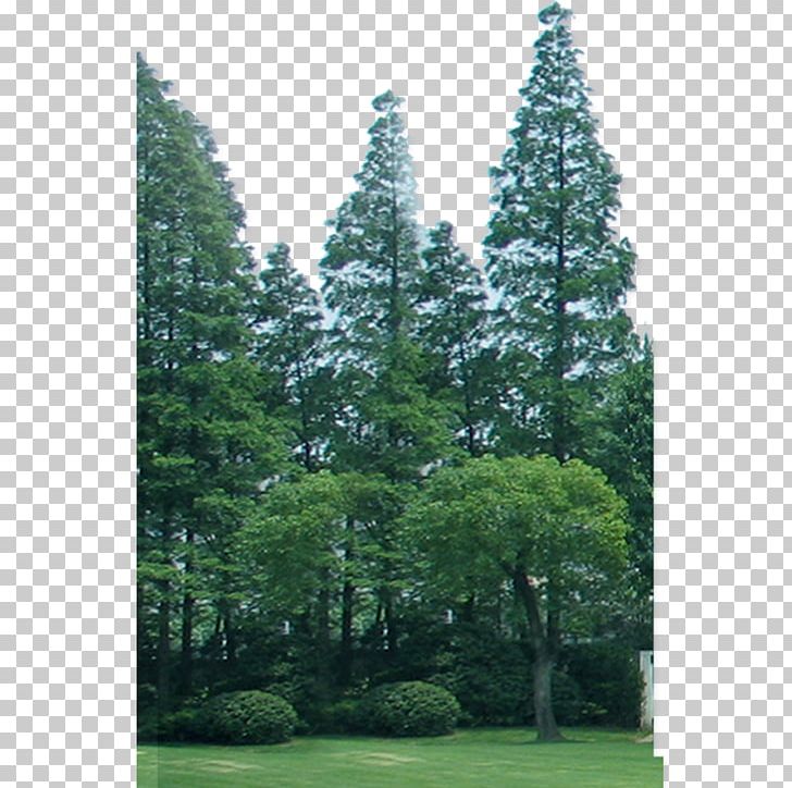 Spruce Fir Pine Lawn Temperate Coniferous Forest PNG, Clipart, Biome, Black Forest, Conifer, Conifers, Ecosystem Free PNG Download