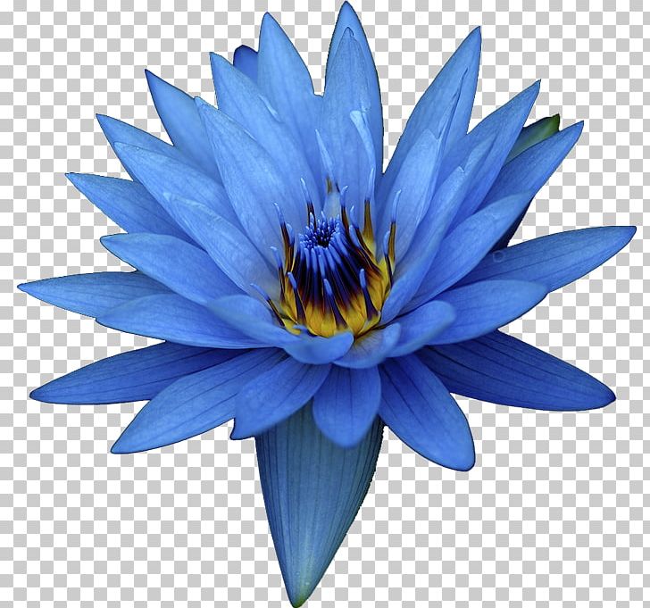 Egyptian Lotus Nelumbo Nucifera Flower Oil Extract PNG, Clipart, Absolute, Annual Plant, Aquatic Plant, Blue, Blue Flower Free PNG Download
