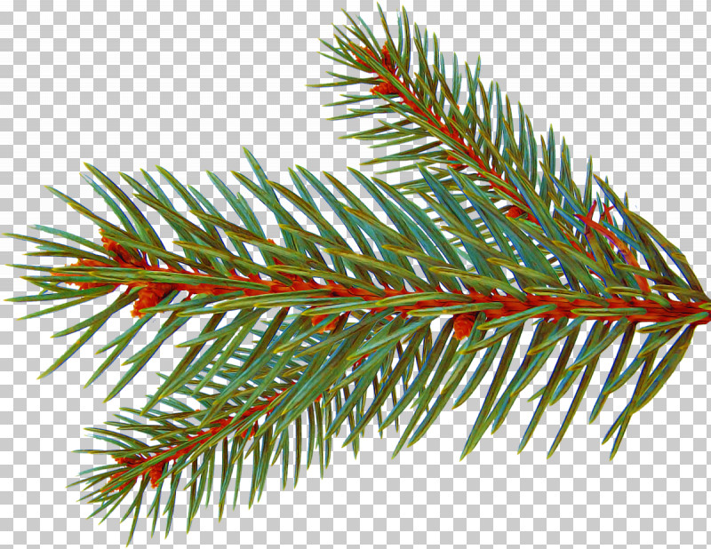 Shortleaf Black Spruce Columbian Spruce Balsam Fir Yellow Fir Colorado Spruce PNG, Clipart, American Larch, Balsam Fir, Branch, Canadian Fir, Colorado Spruce Free PNG Download