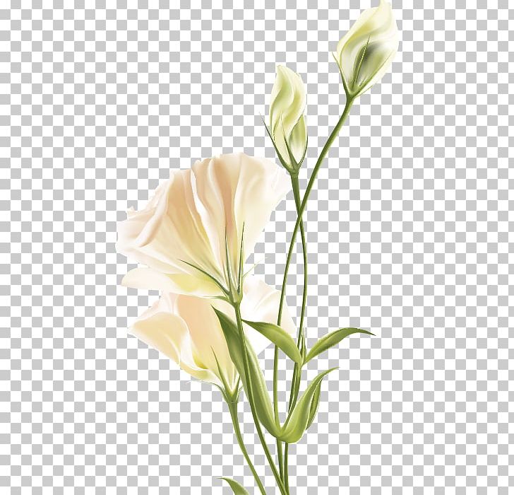 Flower Euclidean White PNG, Clipart, Art, Bouquet Of Flowers, Bud, Color, Cut Flowers Free PNG Download