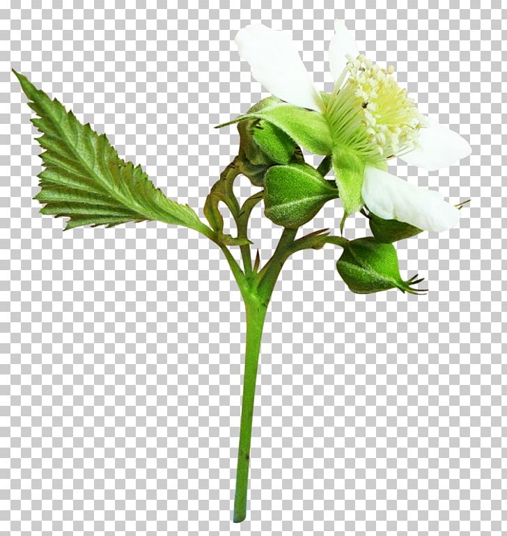 Frames Photography 2012 Nissan LEAF PNG, Clipart, 2012 Nissan Leaf, Branch, Bud, Cut Flowers, Flower Free PNG Download