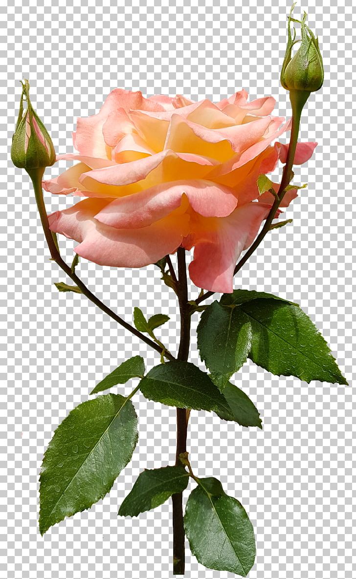 Garden Roses Cabbage Rose Floribunda PNG, Clipart, Branch, Bud, China Rose, Cut Flowers, Etoile Free PNG Download