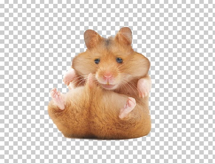 Golden Hamster Rodent Gerbil Your Hamster PNG, Clipart, Animals, Cage, Chinese Hamster, Dormouse, Gerbil Free PNG Download