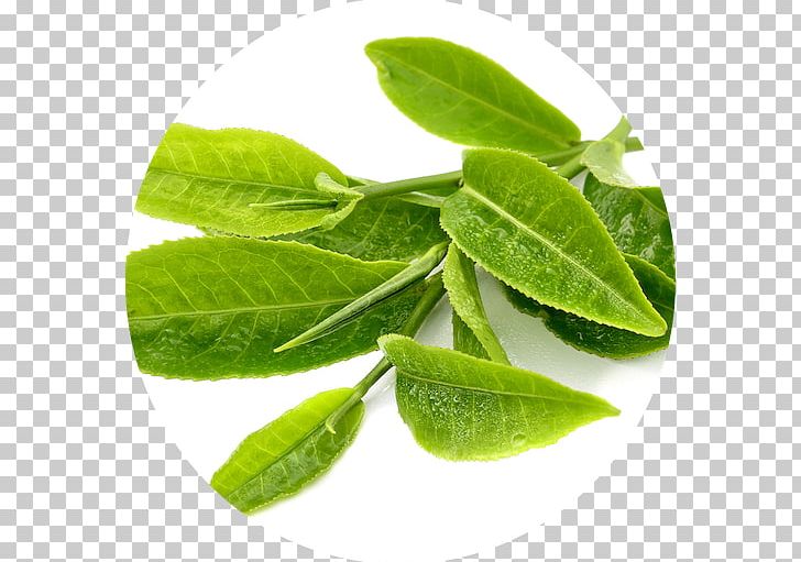 Green Tea Matcha Bubble Tea Tea Plant PNG, Clipart, Antioxidant, Basil, Black Tea, Bubble Tea, Catechin Free PNG Download