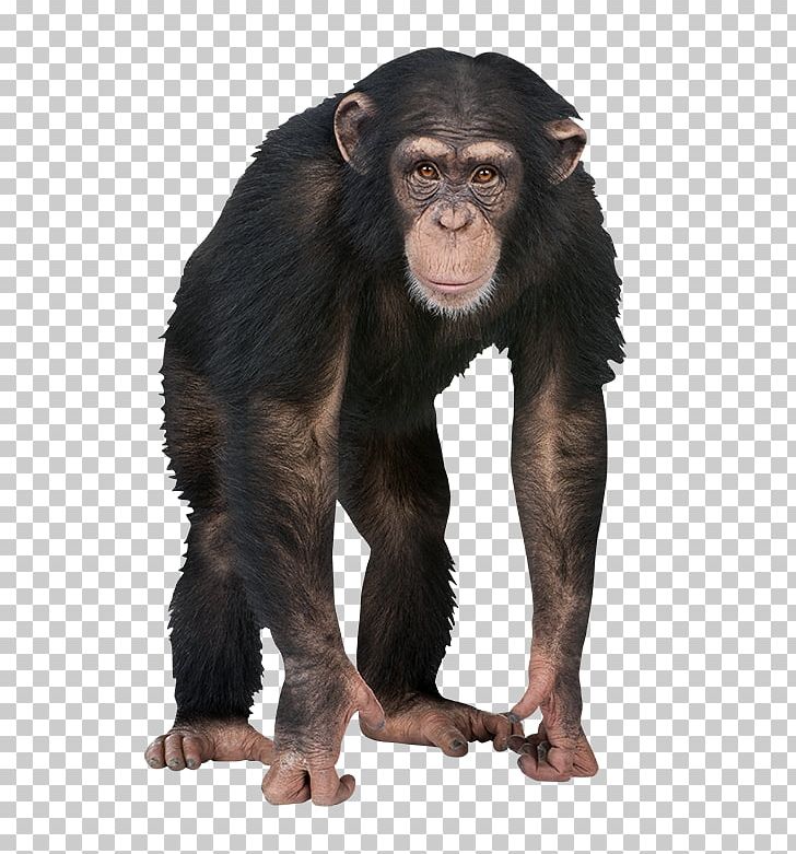 4 Pics 1 Word Chimpanzee Caring For Your Parakeet Letter PNG, Clipart, 4 Pics 1 Word, Android, Caring, Caring For Your Parakeet, Chimpanzee Free PNG Download