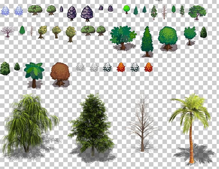 Ecosystem Conifers Tree Evergreen Biome PNG, Clipart, Biome, Branch, Conifer, Conifers, Ecosystem Free PNG Download