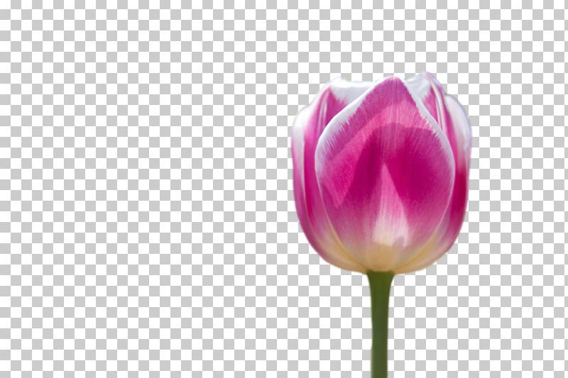 Plant Stem Tulip Cut Flowers Bud Petal PNG, Clipart, Biology, Bud, Closeup, Computer, Cut Flowers Free PNG Download