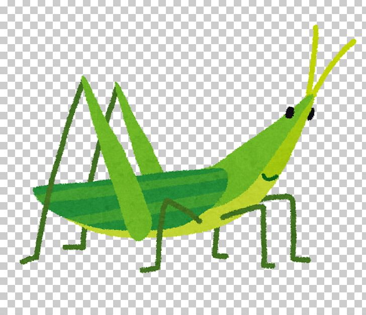 Chinese Grasshopper Caelifera Insect Entomophagy Bait PNG, Clipart ...