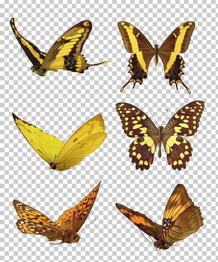 Monarch Butterfly Avatar PNG, Clipart, Animation, Arthropod, Blog, Blue Butterfly, Brush Footed Butterfly Free PNG Download