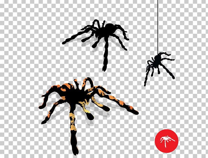 Tarantula Spider Web PNG, Clipart, Animal Figure, Arachnid, Armed Spiders, Arthropod, Dragonart Free PNG Download
