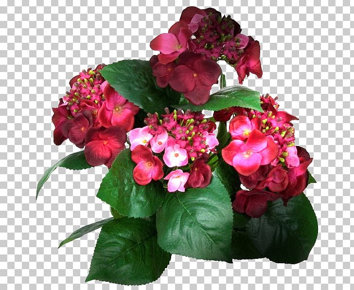 French Hydrangea Cut Flowers Tea Of Heaven Color PNG, Clipart, Annual Plant, Artificial Flower, Begonia, Blue, Burgundy Free PNG Download