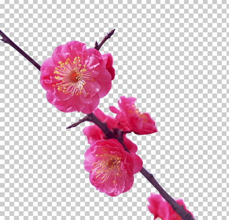 Japan Plum Blossom Flower Cherry Blossom PNG, Clipart, Blooming Flowers, Blossom, Blossoms, Branch, Cherry Free PNG Download
