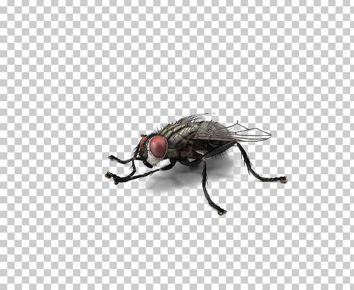 Fly Insect PNG, Clipart, 3d Computer Graphics, Arthropod, Beetle, Cartoon, Download Free PNG Download