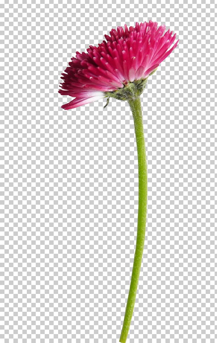 Photography Plant Stem Flower PNG, Clipart, Blog, Clip Art, Drawing, Flower, Flowering Plant Free PNG Download
