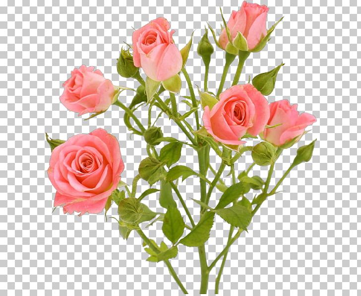 Garden Roses Pink Flowers Portable Network Graphics Pink Flowers PNG, Clipart, Artificial Flower, Beach Rose, Cut Flowers, Floral Design, Floribunda Free PNG Download